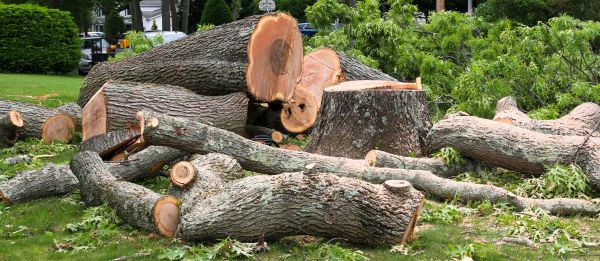 Cost of Large Tree Removal in Indianapolis