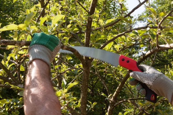 Cost of Small Tree Removal in Indianapolis
