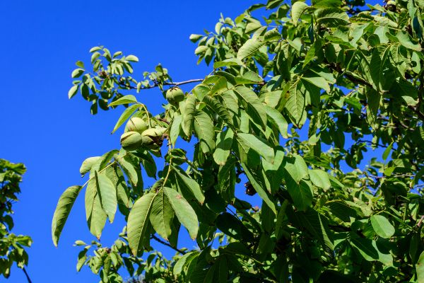 Cost of Walnut Tree Removal in Indianapolis
