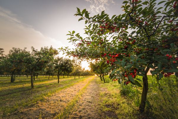 Cost of Cherry Tree Removal in Indianapolis