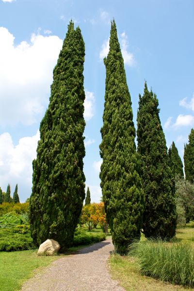 Cost of Cypress Tree Removal in Indianapolis