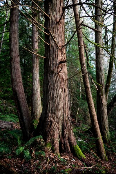 Cost of Cedar Tree Removal in Indianapolis