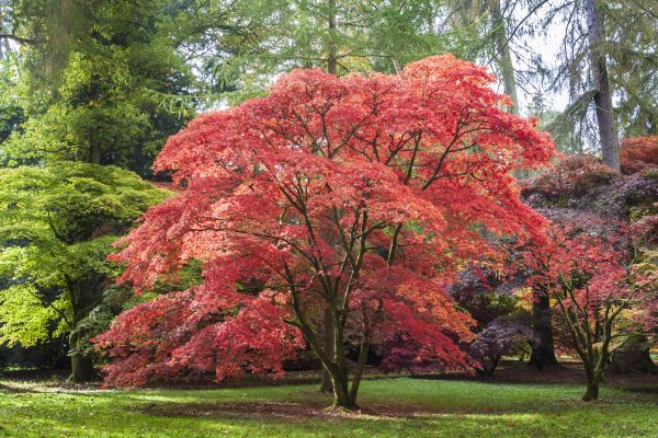 Cost of Maple Tree Removal in Indianapolis