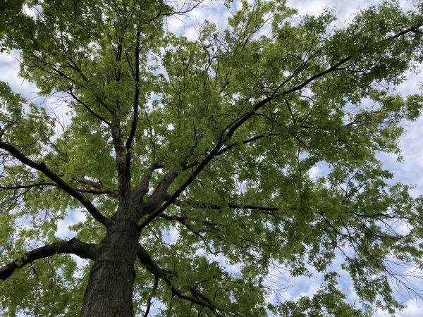 Cost of Oak Tree Removal in Indianapolis