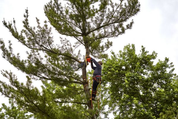 Cost of Pine Tree Removal in Indianapolis