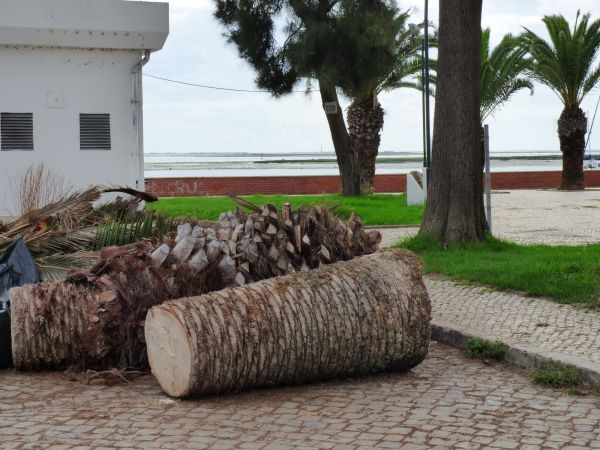 Cost of Palm Trees Removal in Indianapolis