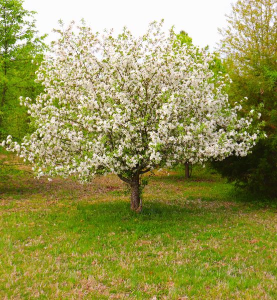 Cost of Dogwood Tree Removal in Indianapolis