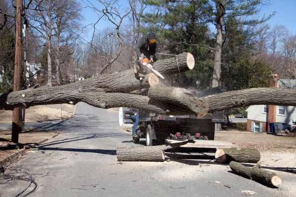 Cost of Residential Tree Removal in Indianapolis