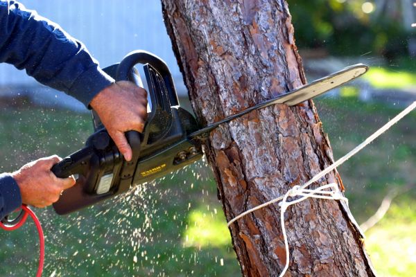Cost of Dead Tree Removal in Indianapolis